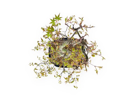 Acer Palmatum - Acero - 74 cm