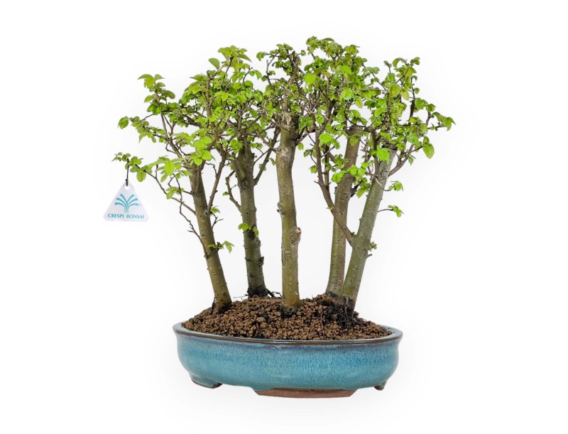 Ulmus parviflora - Olmo - 28 cm