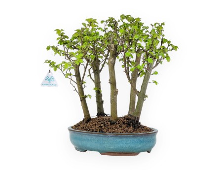 Ulmus parviflora - Olme - 28 cm