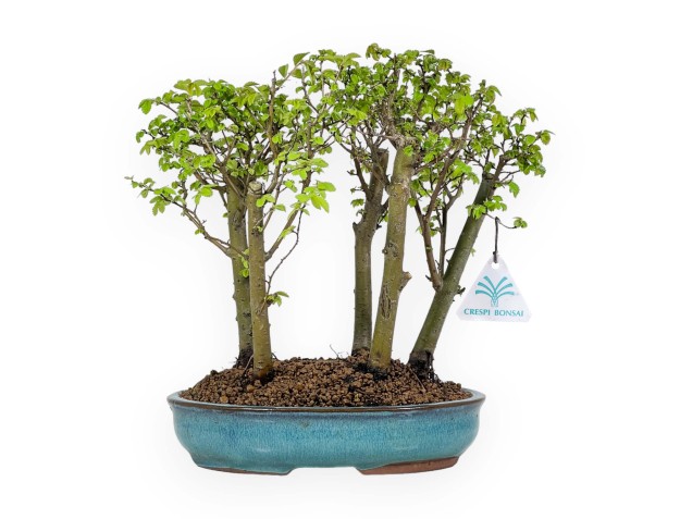 Ulmus parviflora - Elm - 28 cm