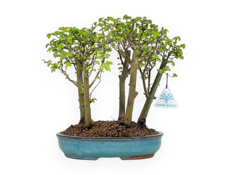 Ulmus parviflora - Olmo - 28 cm