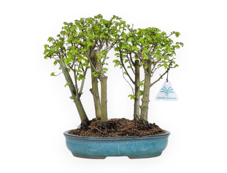 Ulmus parviflora - Olmo - 28 cm