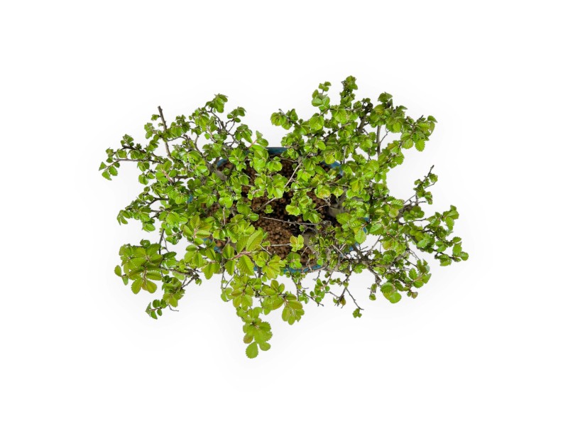 Ulmus parviflora - Olmo - 28 cm