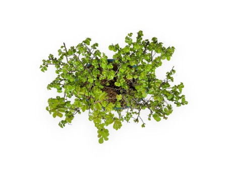 Ulmus parviflora - Elm - 28 cm
