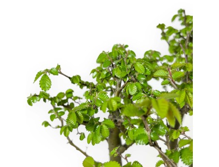 Ulmus parviflora - Olmo - 28 cm