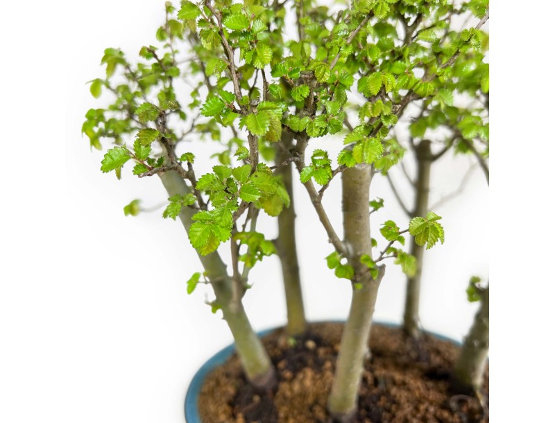 Ulmus parviflora - Elm - 28 cm