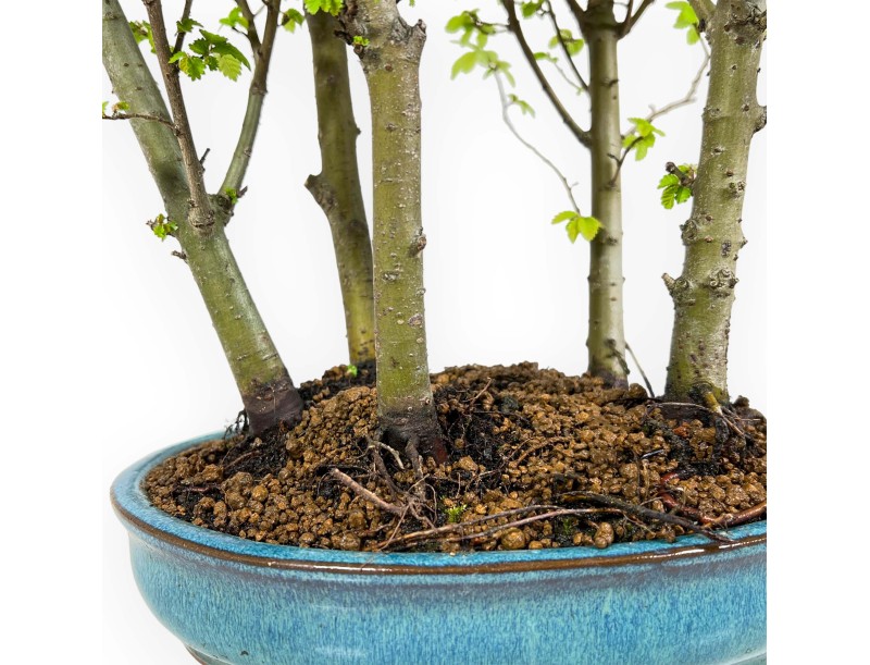 Ulmus parviflora - Olmo - 28 cm
