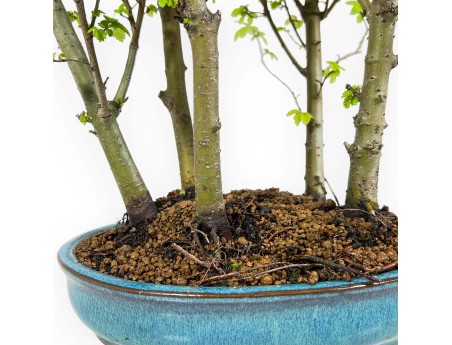 Ulmus parviflora - Olmo - 28 cm