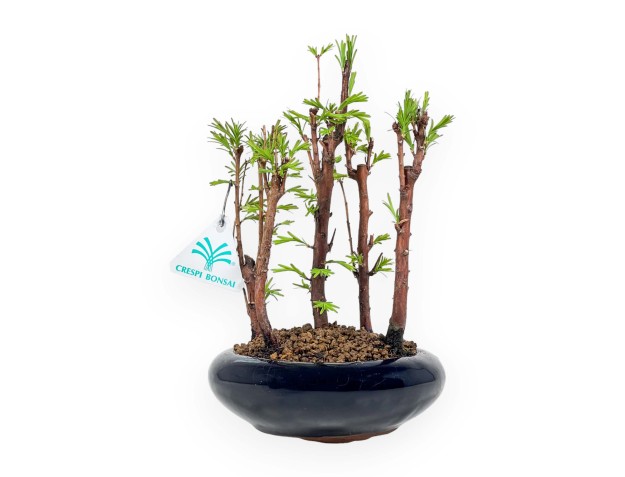 Metasequoia - 24 cm