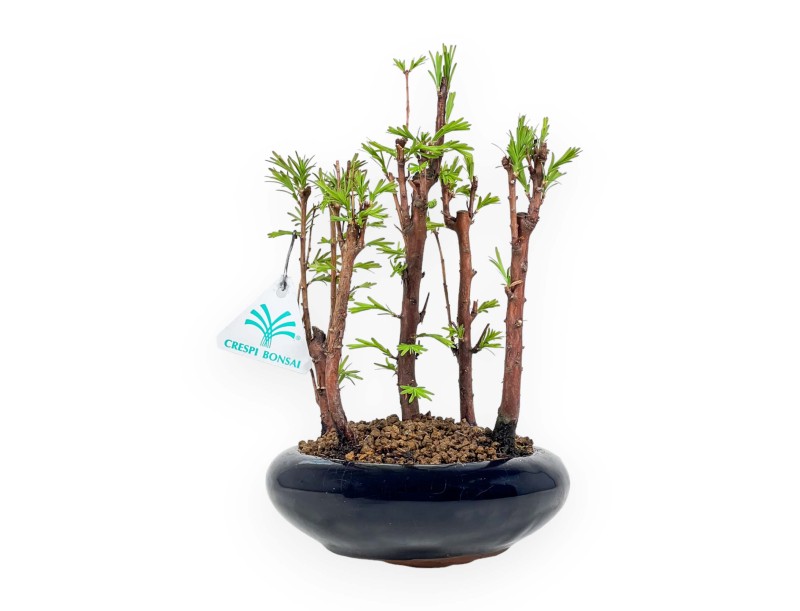 Metasequoia - 24 cm