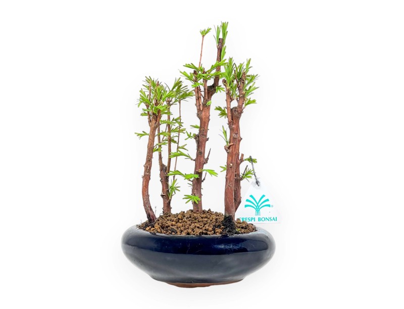 Metasequoia - 24 cm