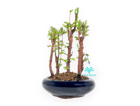 Metasequoia - 24 cm