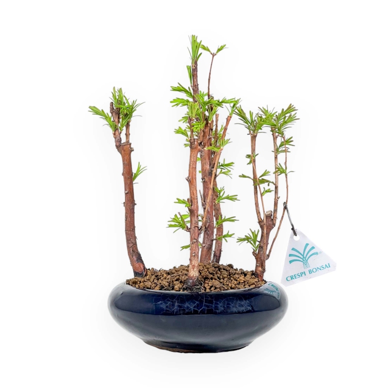 Metasequoia - 24 cm