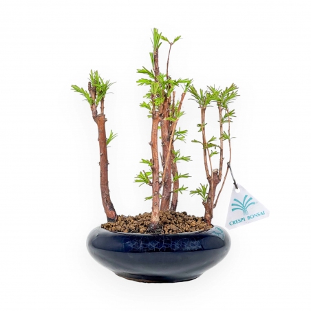 Metasequoia - 24 cm