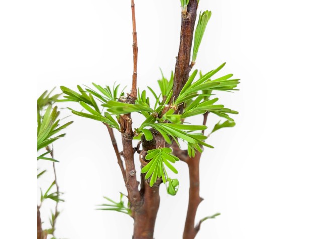 Metasequoia - 24 cm 2
