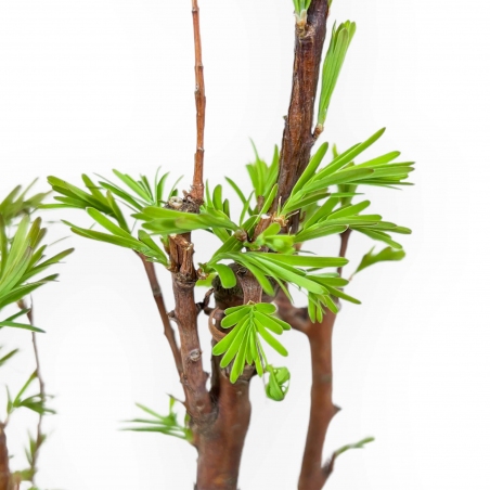Metasequoia - 24 cm
