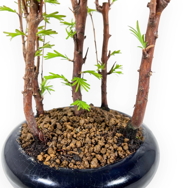 Metasequoia - 24 cm