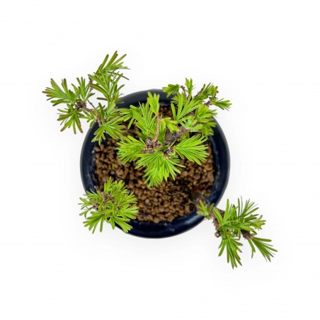 Metasequoia - 24 cm