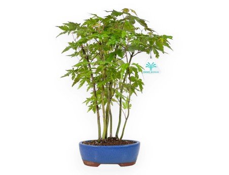 Acer Palmatum Viridis from seed - Maple - 38 cm