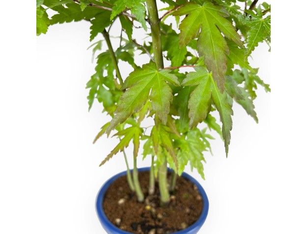 Acer Palmatum Viridis da seme - Acero - 38 cm 2