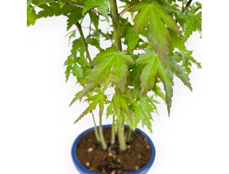 Acer Palmatum Viridis à partir de graines - Érable - 38 cm