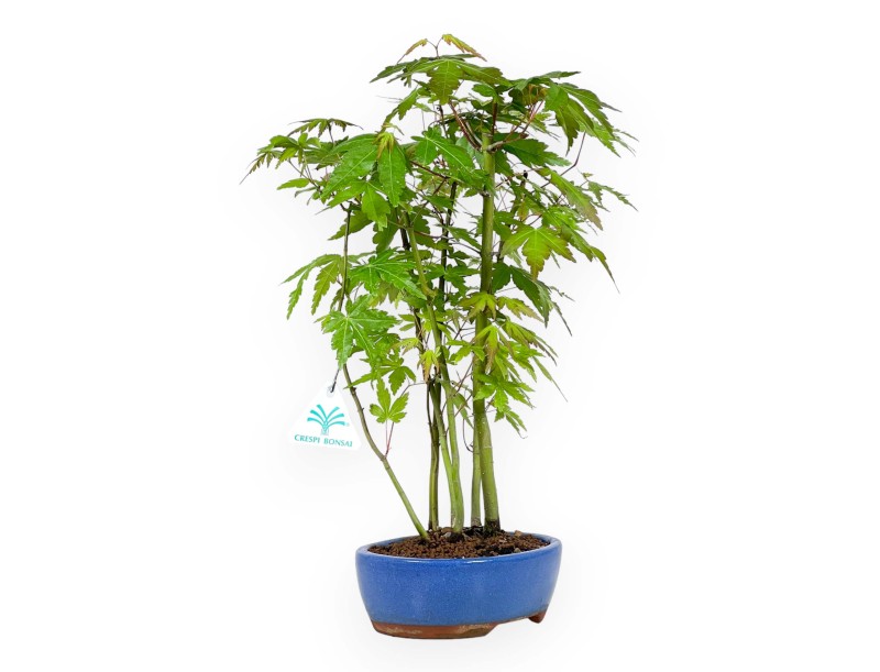 Acer Palmatum Viridis à partir de graines - Érable - 38 cm