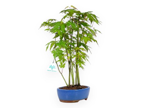 Acer Palmatum Viridis da seme - Acero - 38 cm
