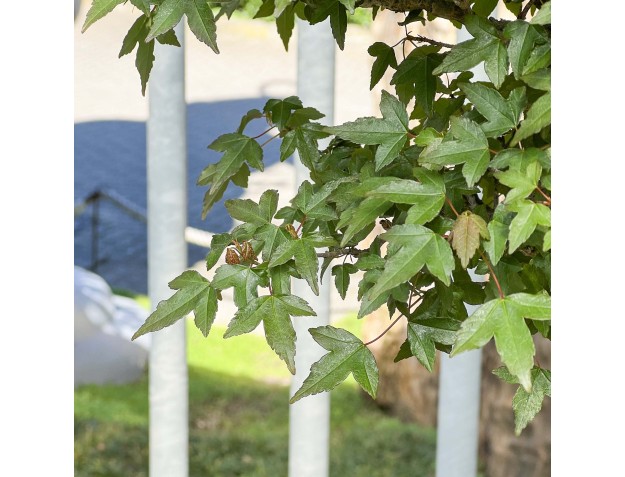 Acer Buergerianum - Érable - 76 cm 2
