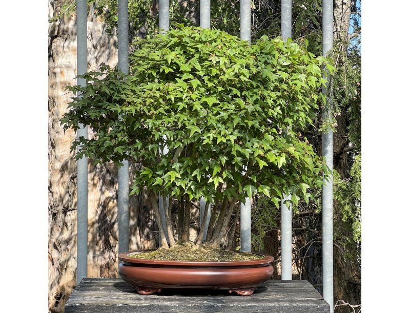Acer Buergerianum - Érable - 76 cm