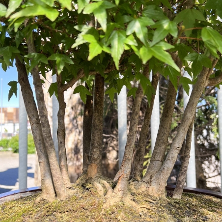 Acer Buergerianum - Érable - 76 cm