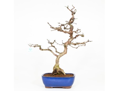 Rosa hirtula - 62 cm