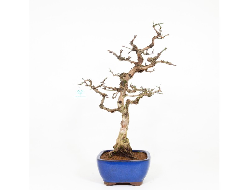 Rosa hirtula - 62 cm