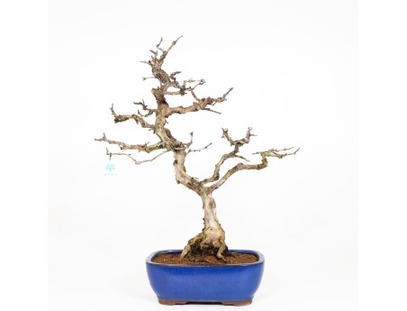 Rosa hirtula - 62 cm