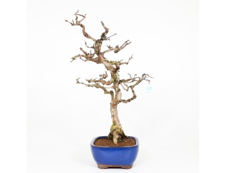 Rosa hirtula - 62 cm