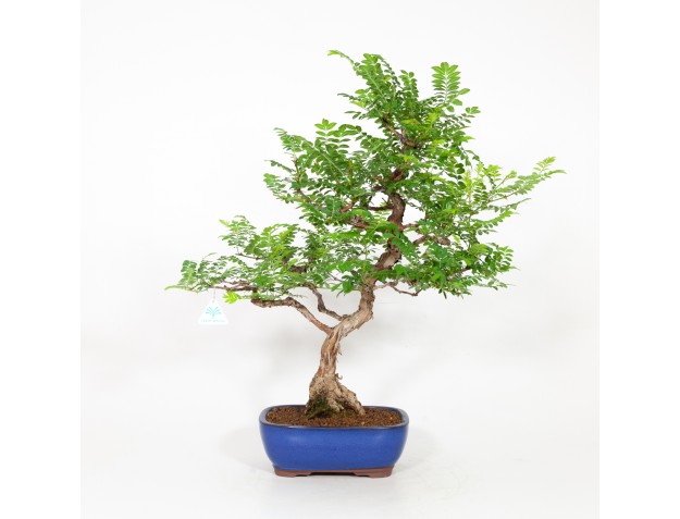 Rosa hirtula - Hakone rose - 62 cm