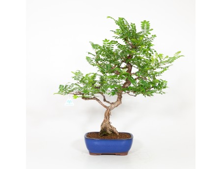 Rosa hirtula - Hakone rose - 62 cm