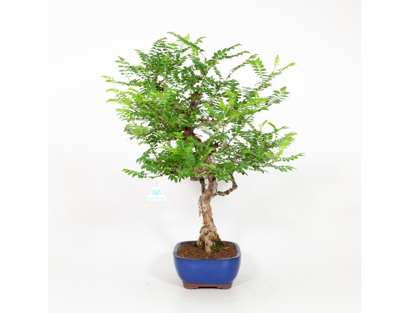Rosa hirtula - Hakone rose - 62 cm