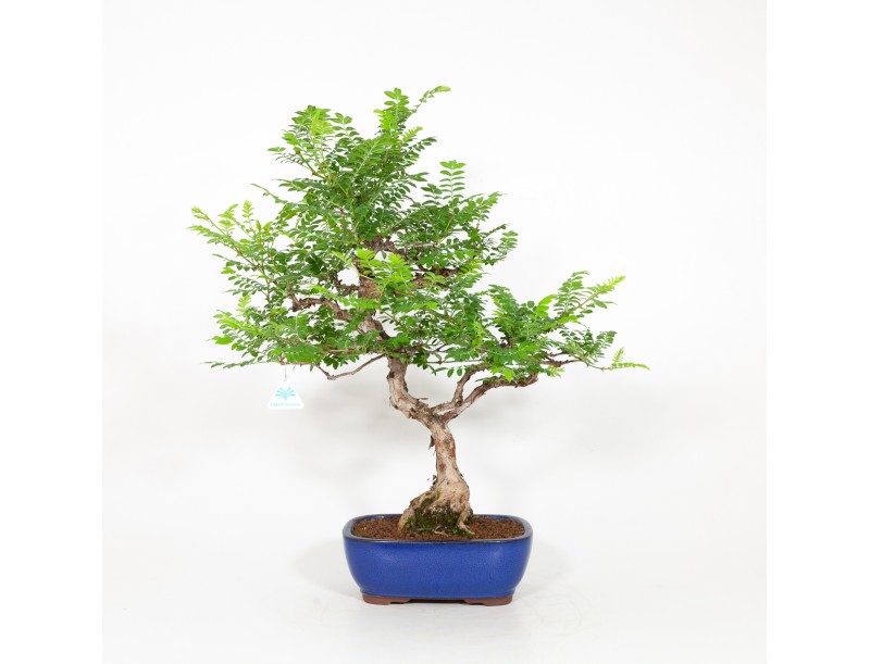 Rosa hirtula - 62 cm