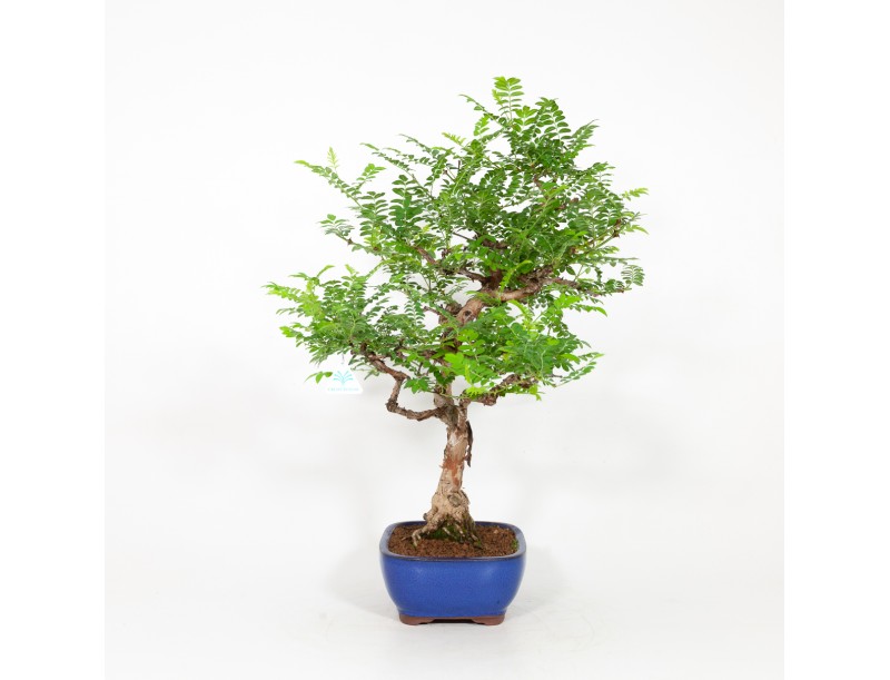 Rosa hirtula - Hakone rose - 62 cm