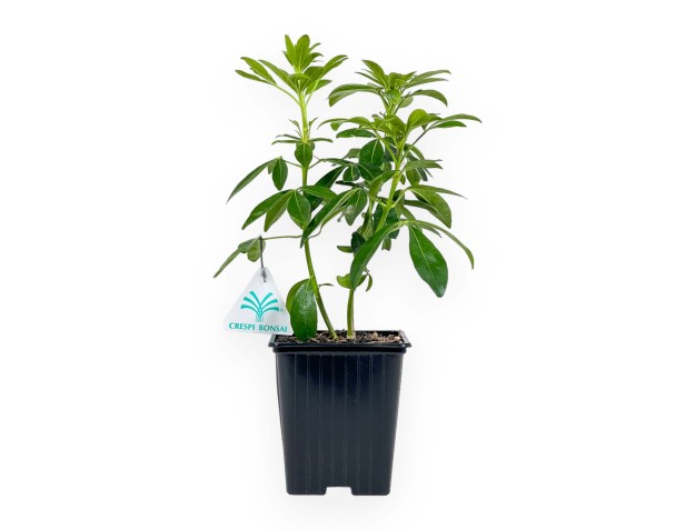Choisya Ternata - 29 cm