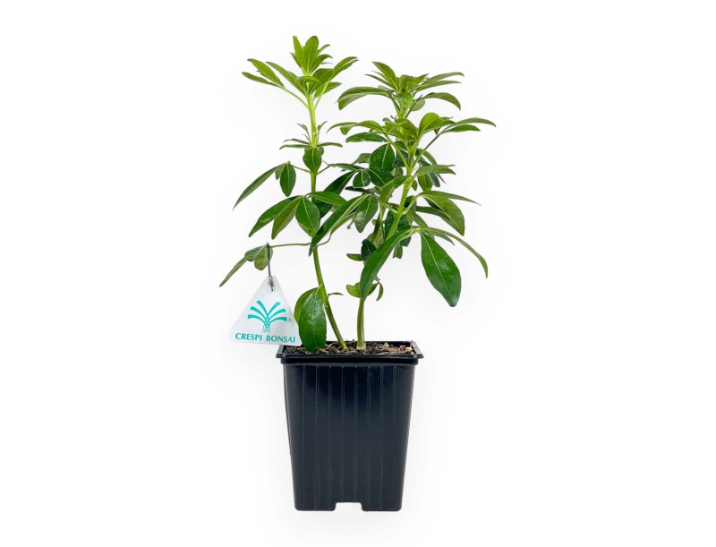 Choisya Ternata - 29 cm