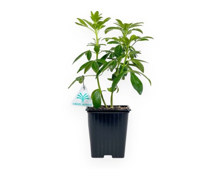 Choisya Ternata - 29 cm