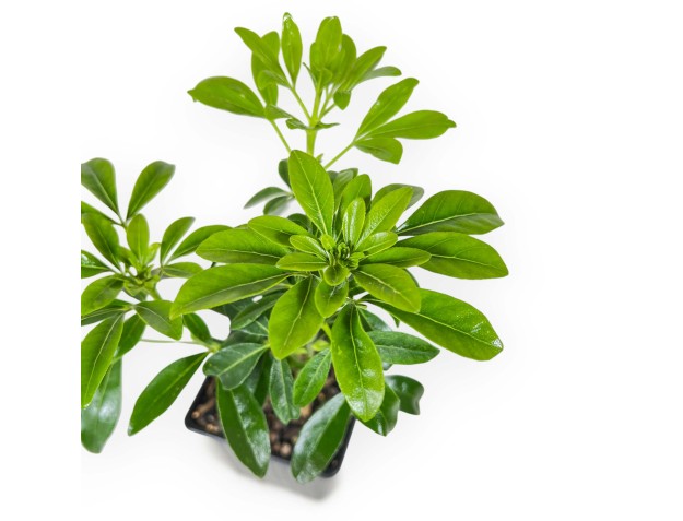 Choisya Ternata - 29 cm 2