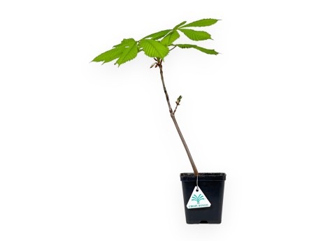 Aesculus Hippocastanum - Horse chestnut - 41 cm