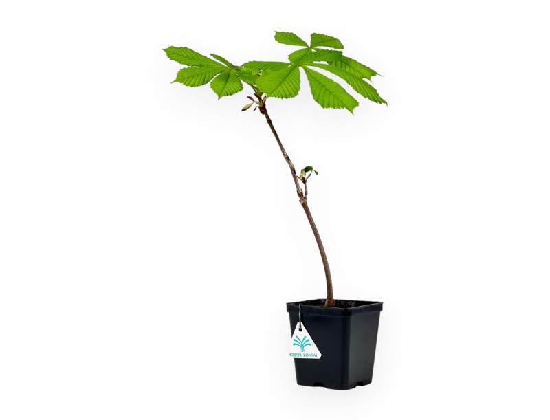 Aesculus Hippocastanum - Horse chestnut - 41 cm