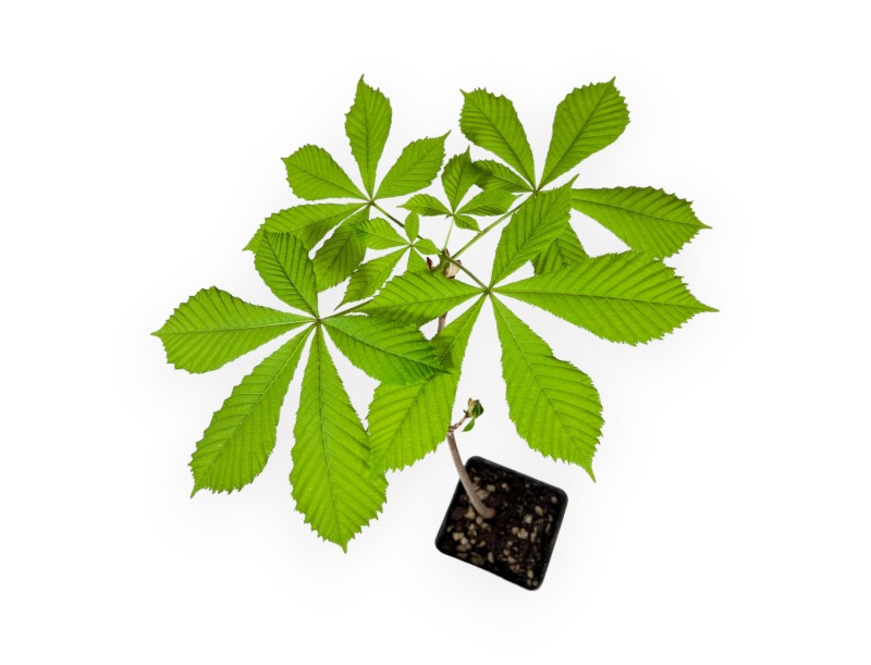 Aesculus Hippocastanum - Marronnier commun - 41 cm