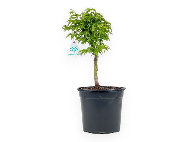 Acer Palmatum Shishigashira - Maple - 35 cm