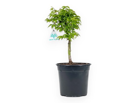 Acer Palmatum Shishigashira - Acero - 35 cm
