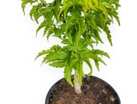 Acer Palmatum Shishigashira - Acero - 35 cm