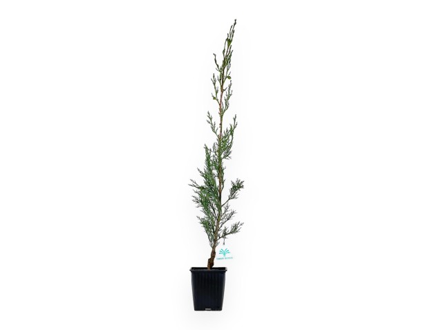 Cupressus Sempervirens Stricta - Cypress - 70 cm